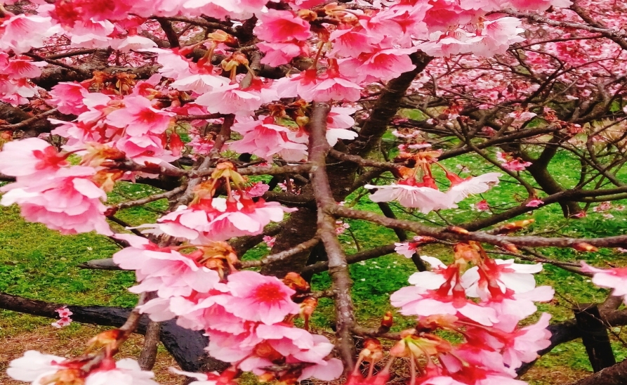 己亥年(108年)祈安禮斗圓滿科儀